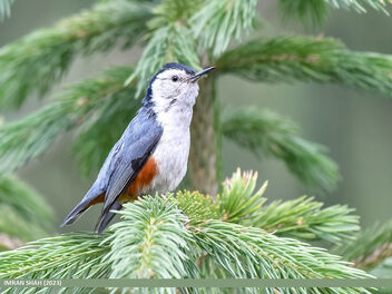 White-cheeked Nuthatch (Sitta leucopsis) - бесплатный image #504323
